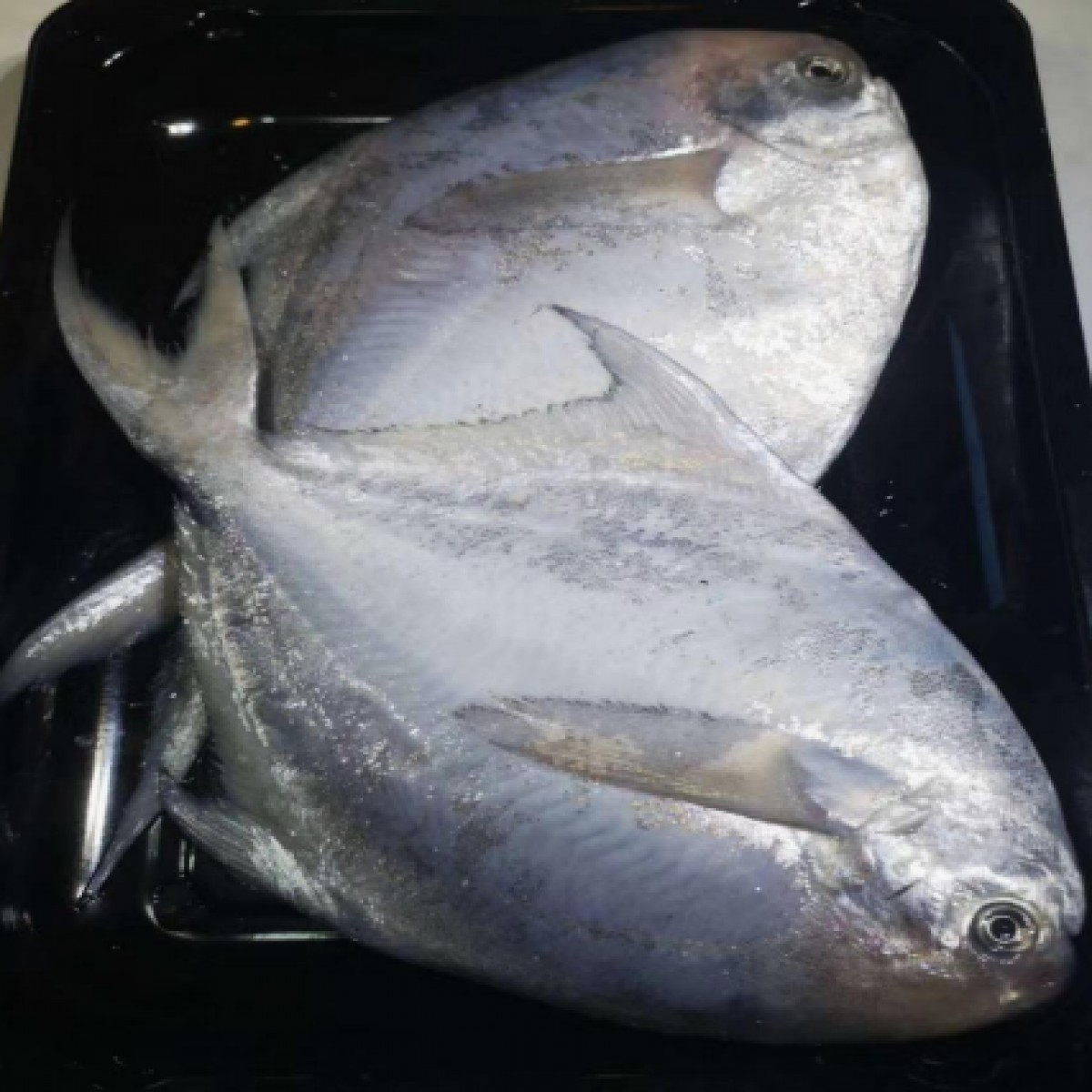 东海银鲳鱼400-500g零下60℃贴体包装