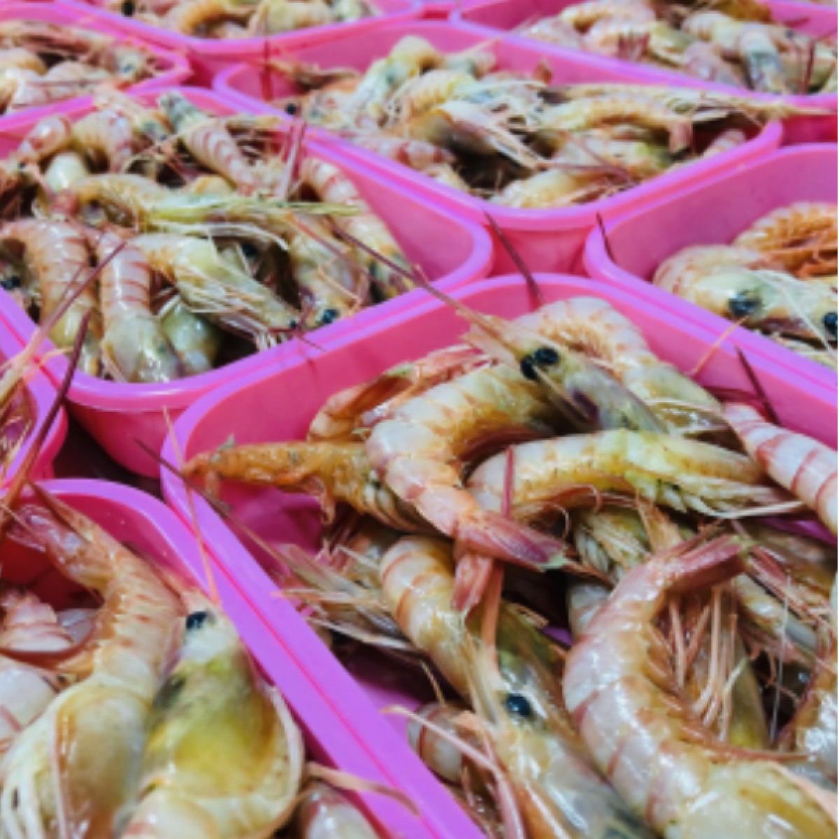东海红虾零下60℃真空包装