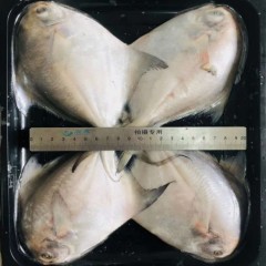 东海银鲳鱼600-700g零下60℃贴体包装