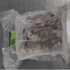 手钓活冻小管400g零下60℃真空包装