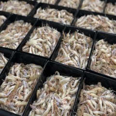 东海虾叮当500g零下60℃贴体包装
