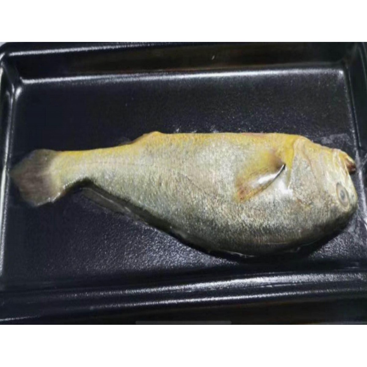 东海大黄鱼450-500g零下60℃贴体包装