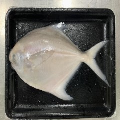 东海银鲳鱼100-250g零下60℃贴体包装